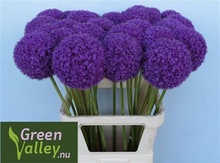 ALLIUM GIGANTEUM 90